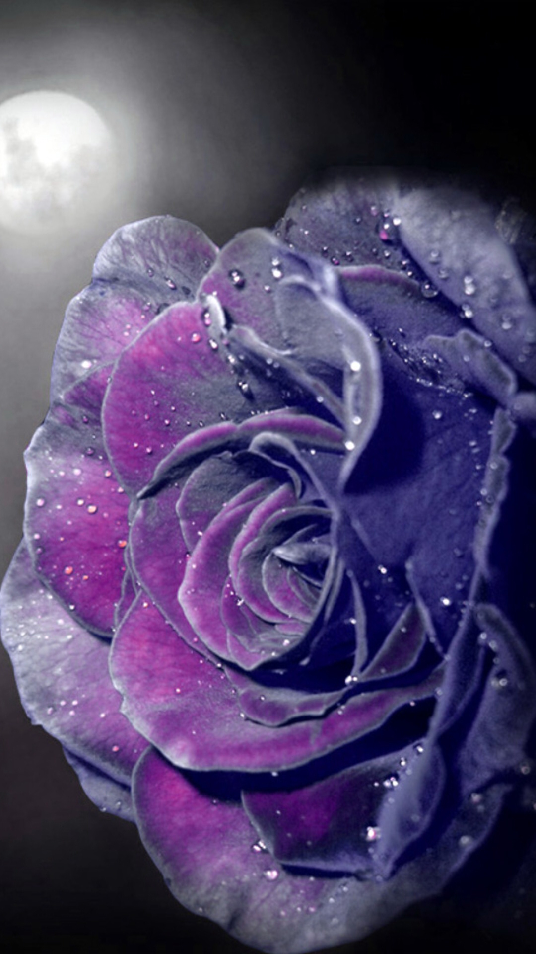 Beautiful Dark Magenta Velvet Rose Wallpaper Resolution - Beautiful Rose Wallpapers For Iphone - HD Wallpaper 
