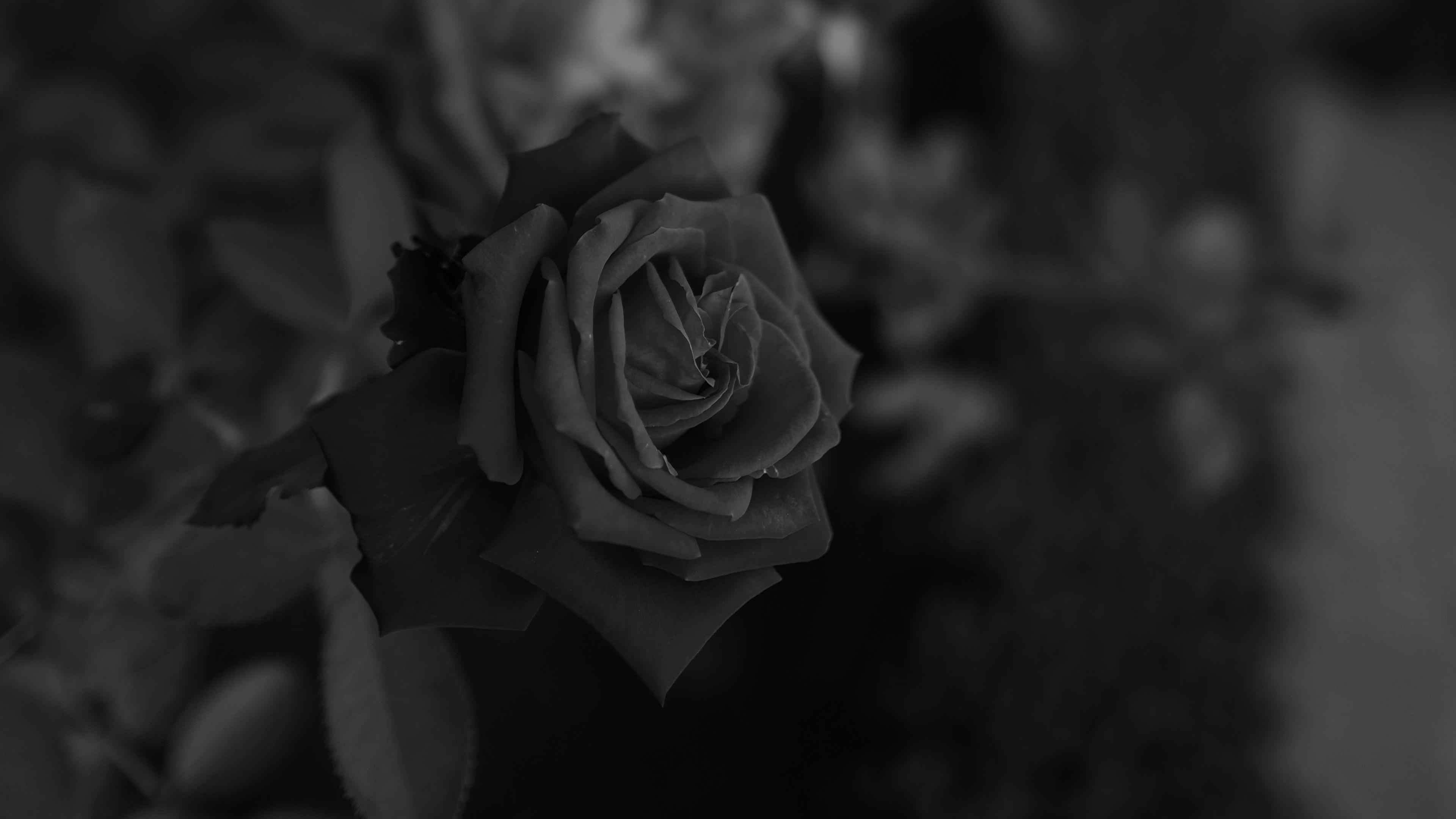 Wallpaper Rose, Flower, Bw, Plant - Garden Roses - HD Wallpaper 