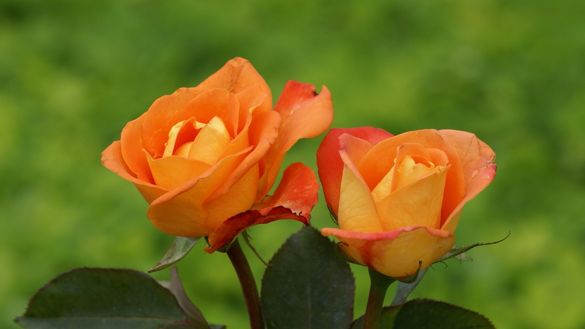 Orange Rose Flowers In Hd - HD Wallpaper 