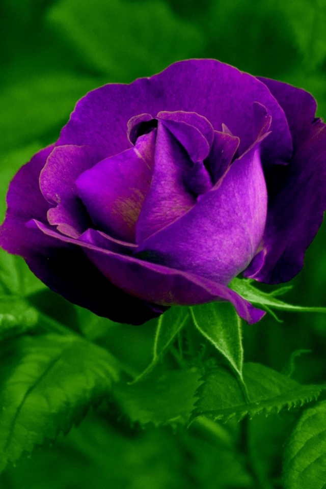 King Of The Flower - HD Wallpaper 