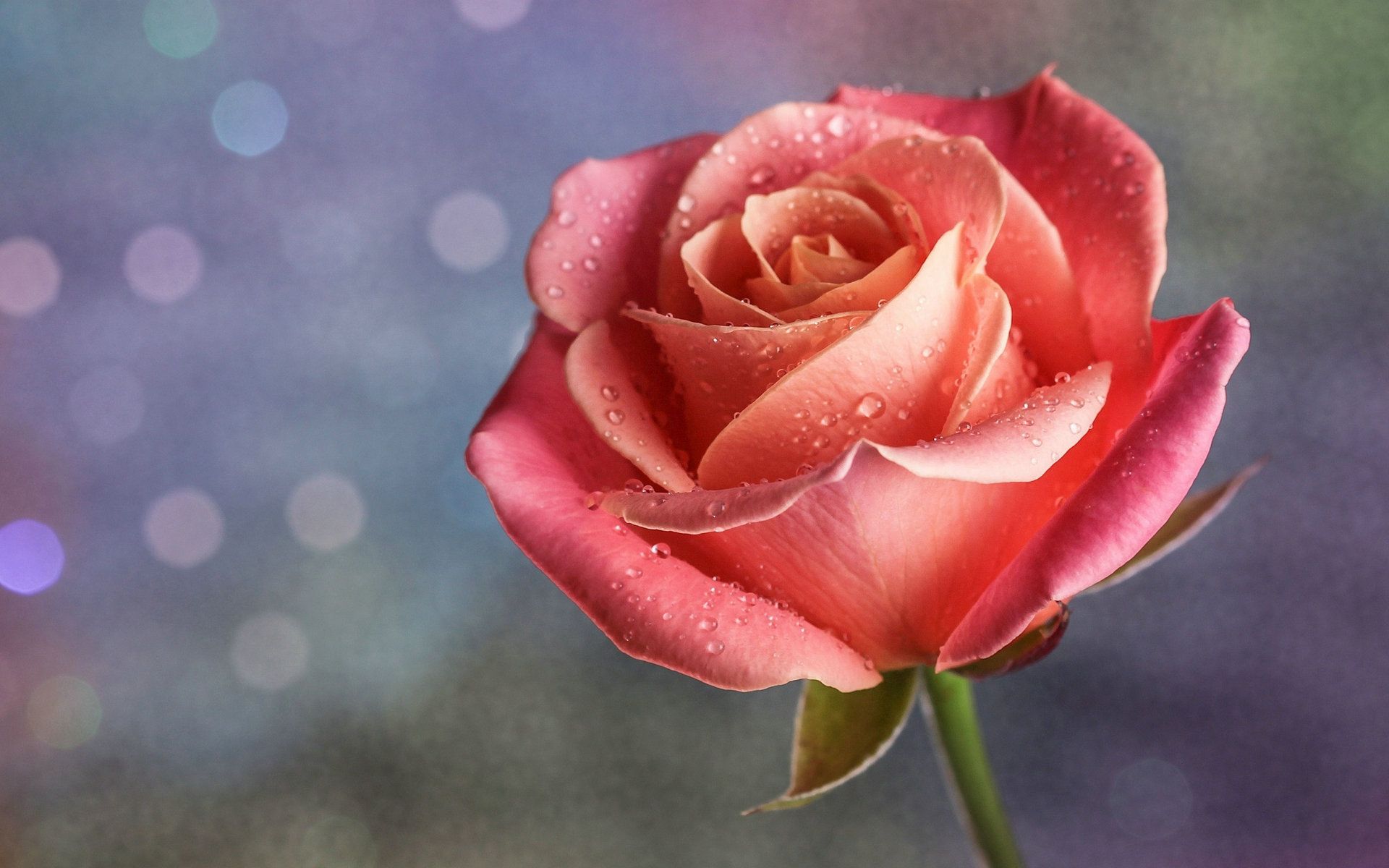 Beautiful Single Rose Images Hd - HD Wallpaper 