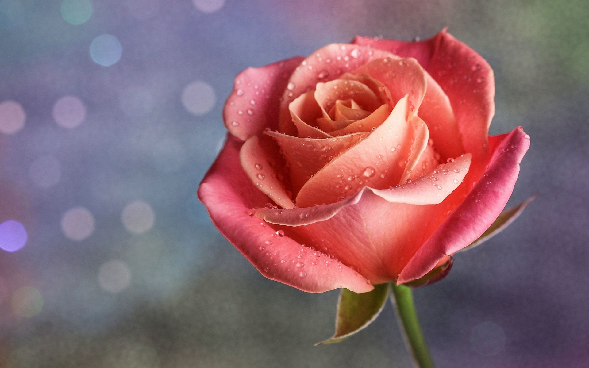 Beautiful Single Rose Images Hd - 1920x1200 Wallpaper - teahub.io