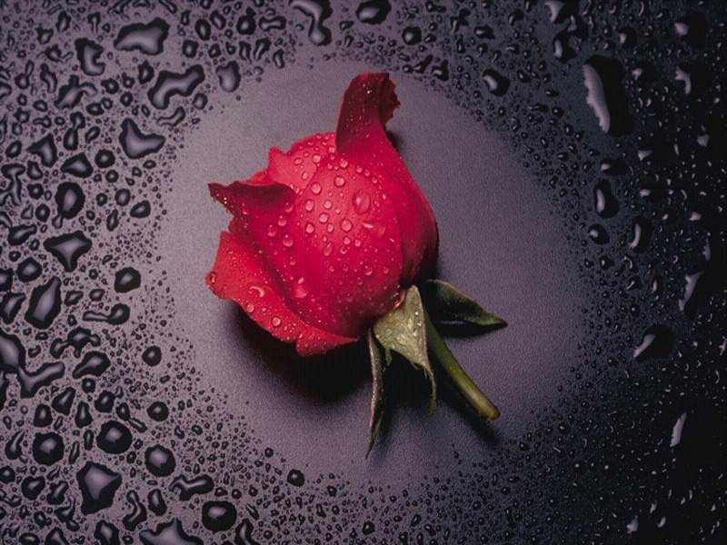 Single Red Rose - Single Red Rose Hd - HD Wallpaper 
