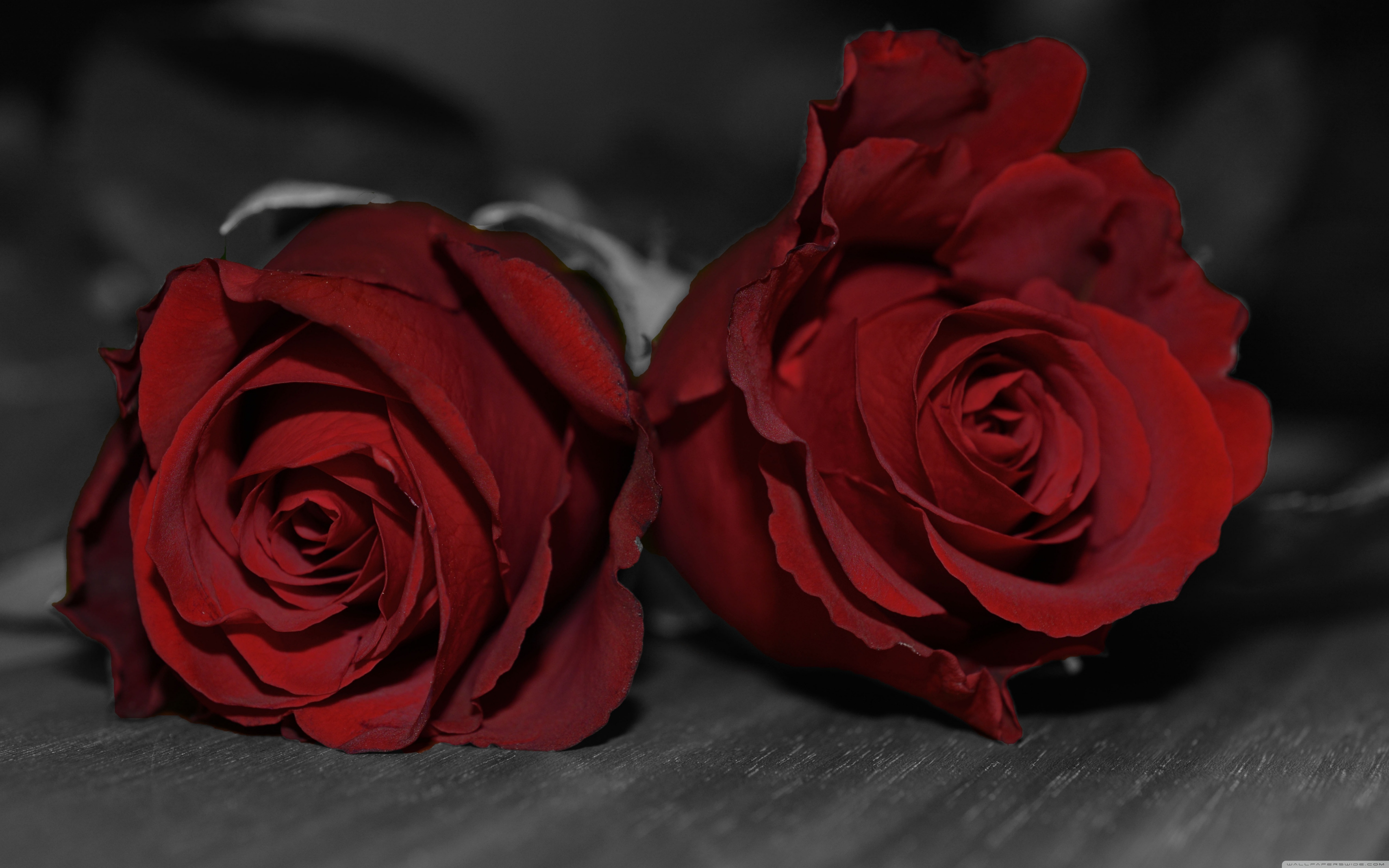 Dark Red Roses Images Hd - HD Wallpaper 
