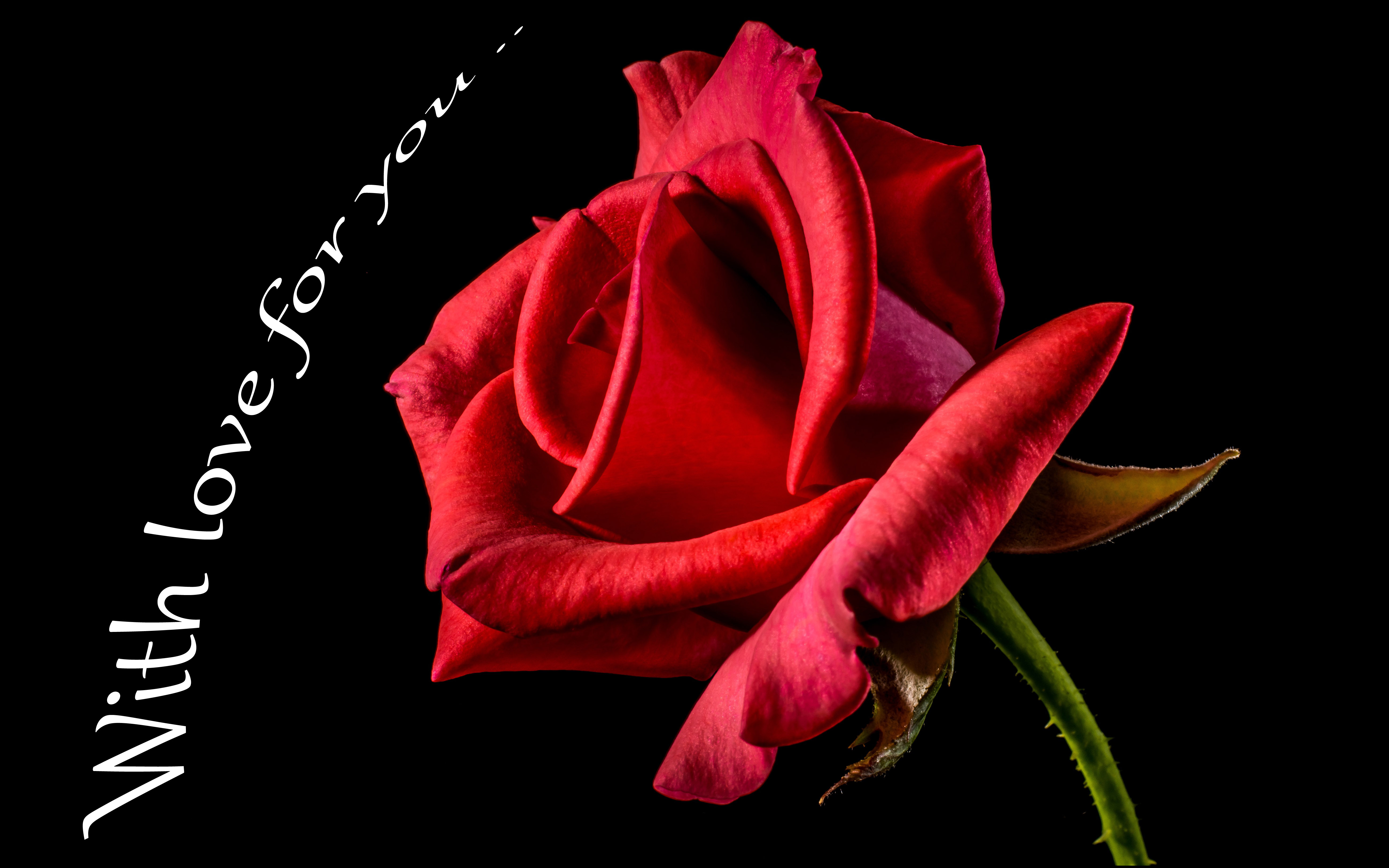 Most Beautiful Single Red Rose - HD Wallpaper 
