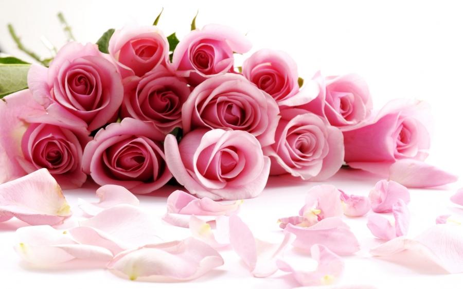 Rose Flower Wallpaper - Love Pink Rose Quotes - HD Wallpaper 