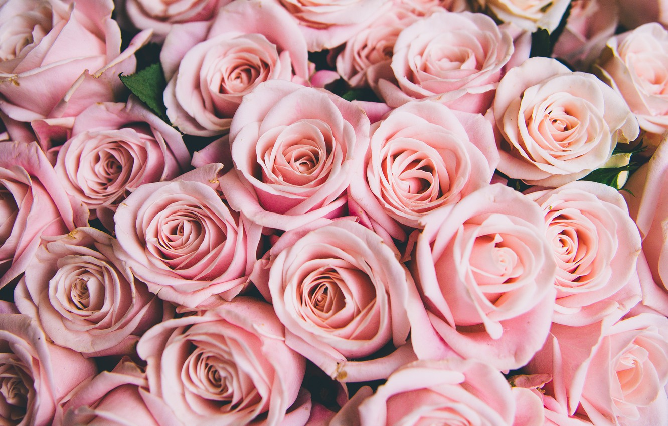 Photo Wallpaper Flowers, Roses, Pink, Buds, Pink, Flowers, - Cute Pink Roses - HD Wallpaper 