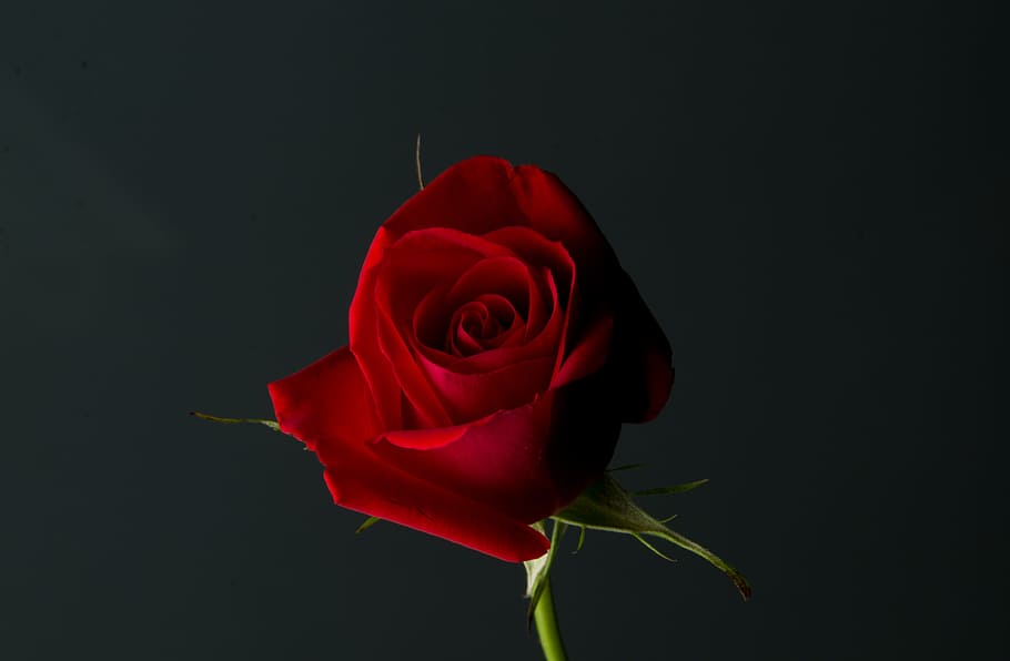 Red Rose Flower, Rose, Red, Plant, Love, Romance, Romantic, - Romantic Single Red Rose - HD Wallpaper 