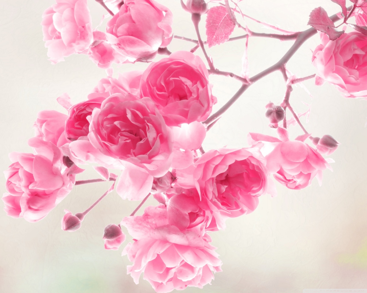 Flower Rose Pink Wallpaper Hd 1280x1024 Wallpaper Teahub Io