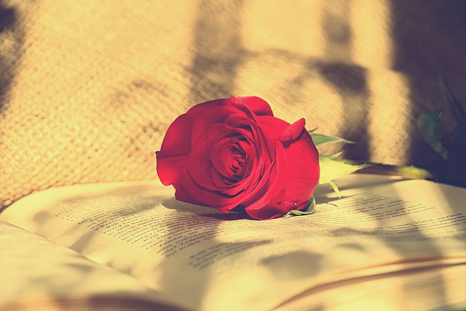 Rose, Flower, Red, Romantic, Loving, Love, Romance, - Love - HD Wallpaper 
