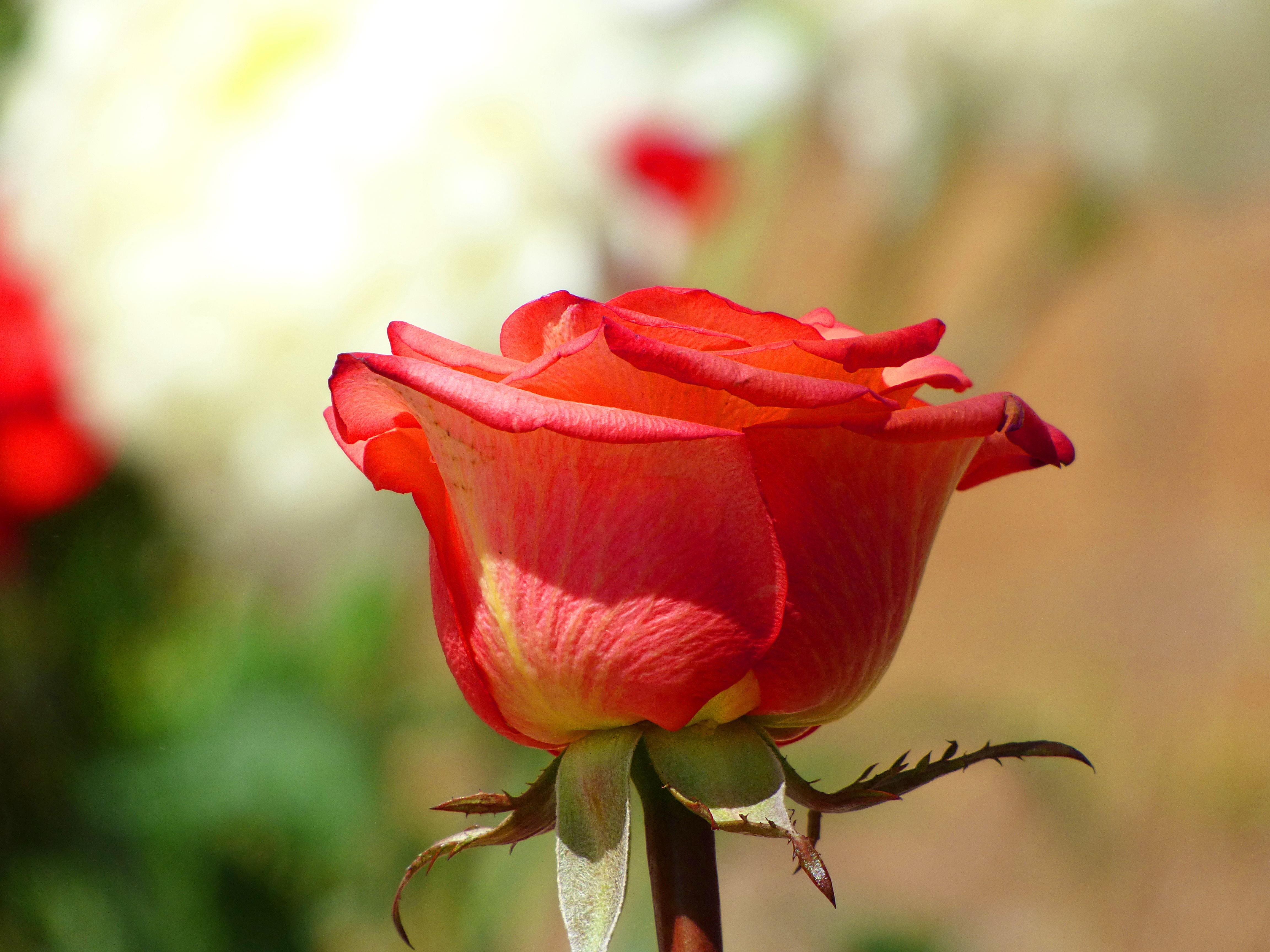 Nature Red Roses Flowers - HD Wallpaper 