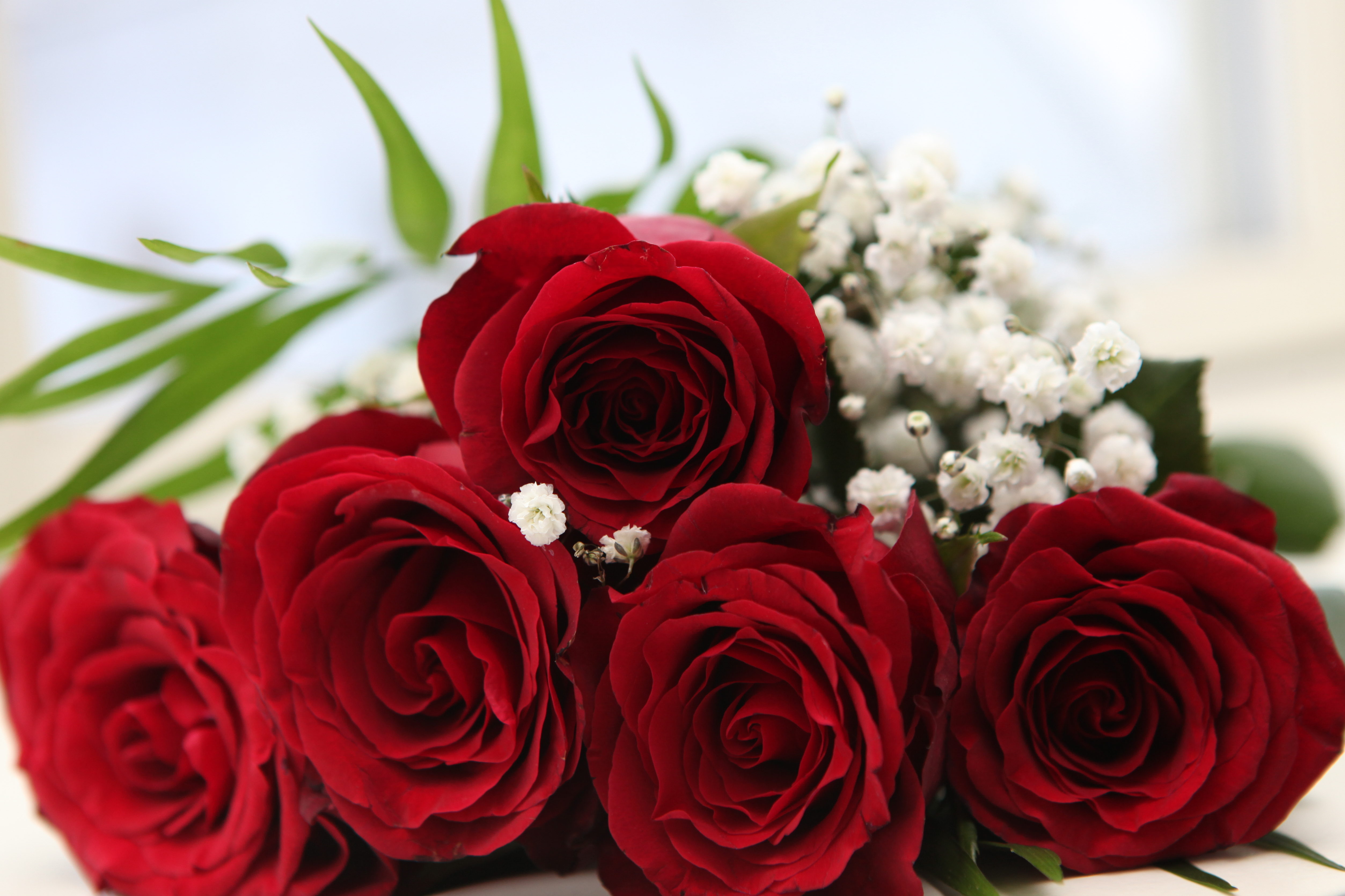 Red Roses Wallpapers Free Download - Red Roses Images Download - HD Wallpaper 