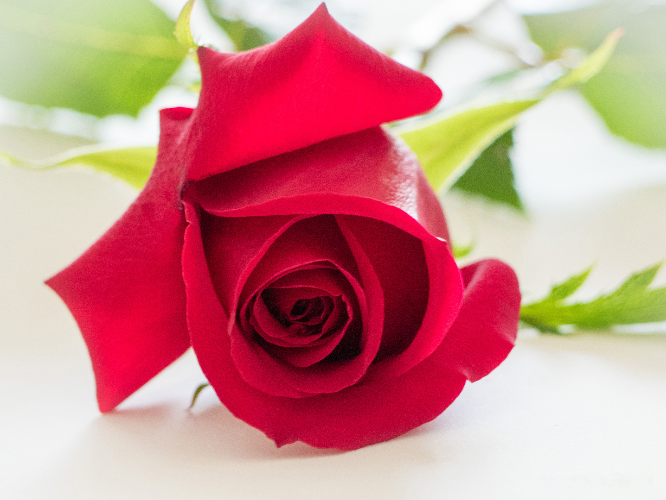 Romantic Rose Hd Good Morning - HD Wallpaper 