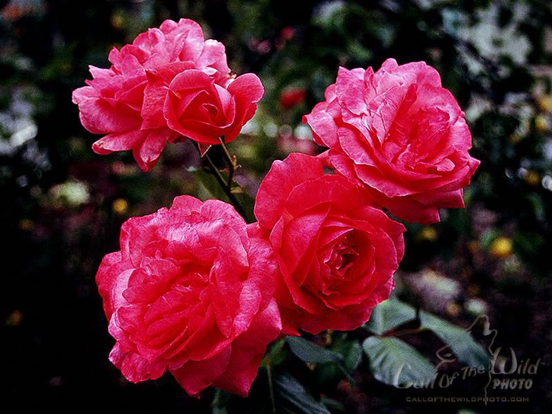 Floribunda - 800x600 Wallpaper - teahub.io
