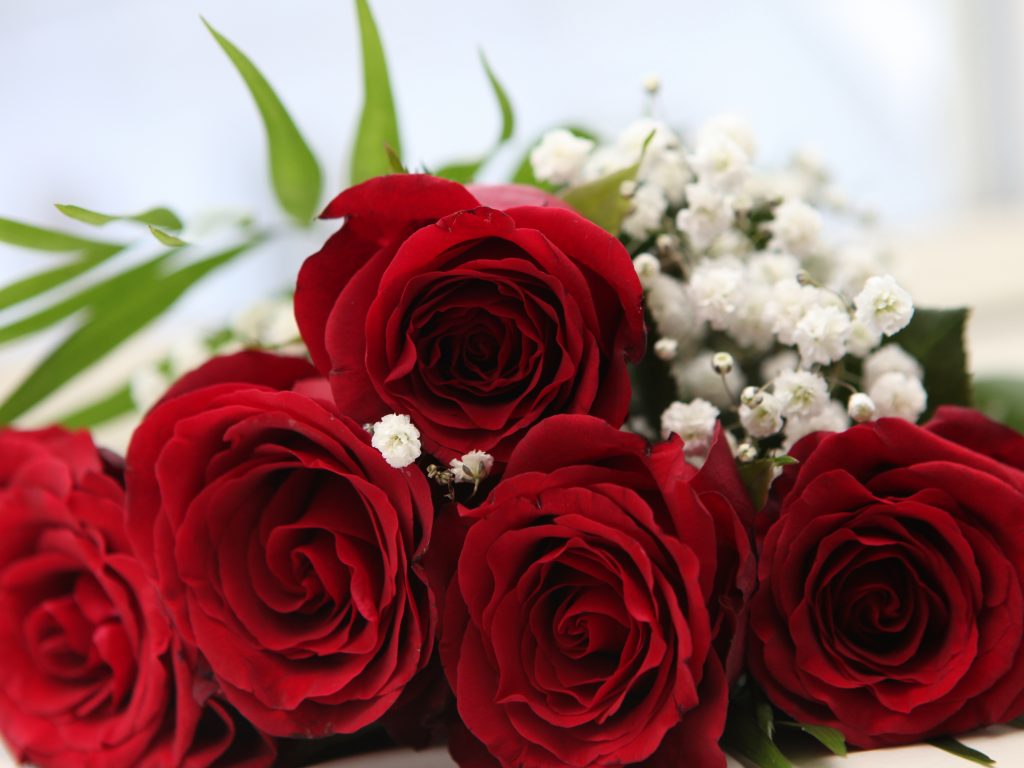 Red Roses Images Download - HD Wallpaper 