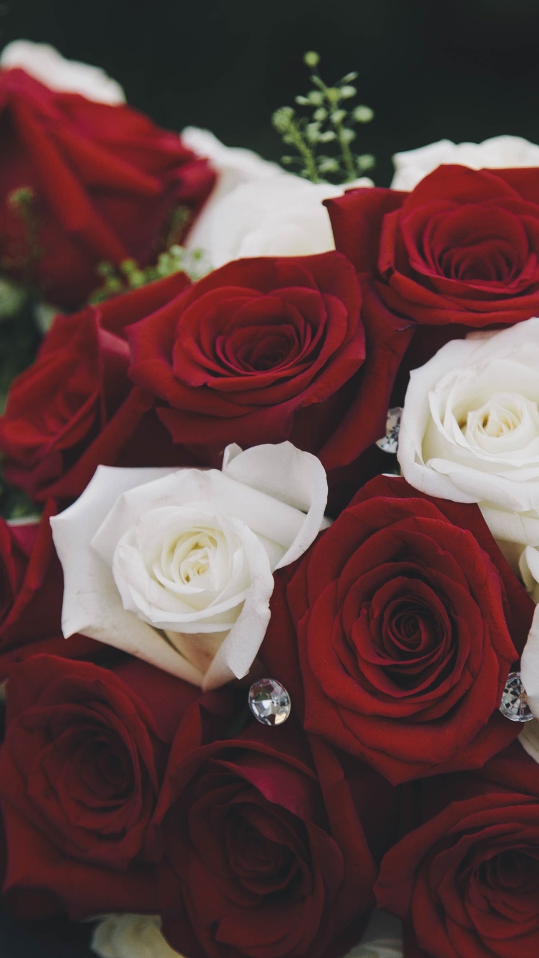 wallpapers of red white roses