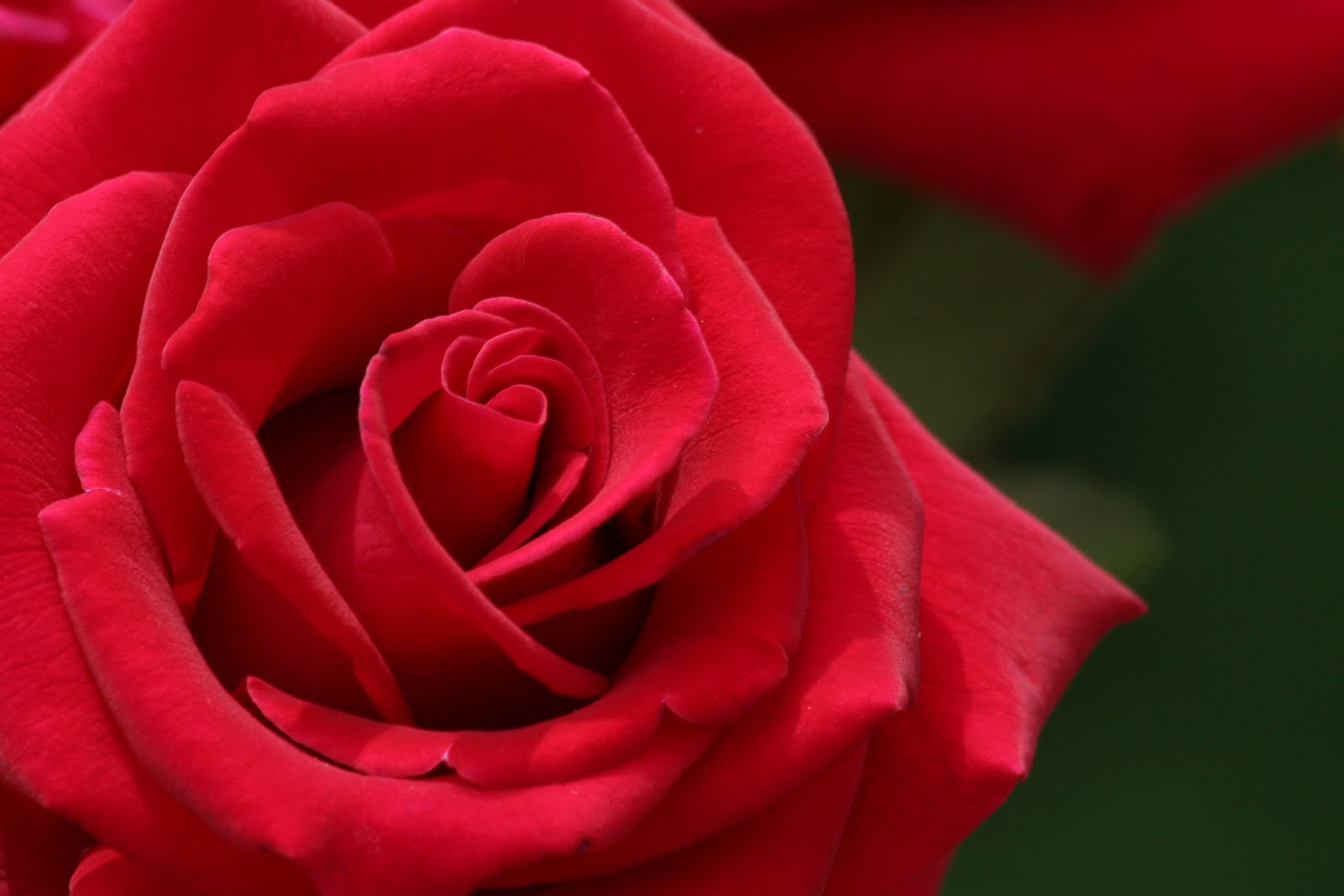 Flowers Pictures Roses - HD Wallpaper 