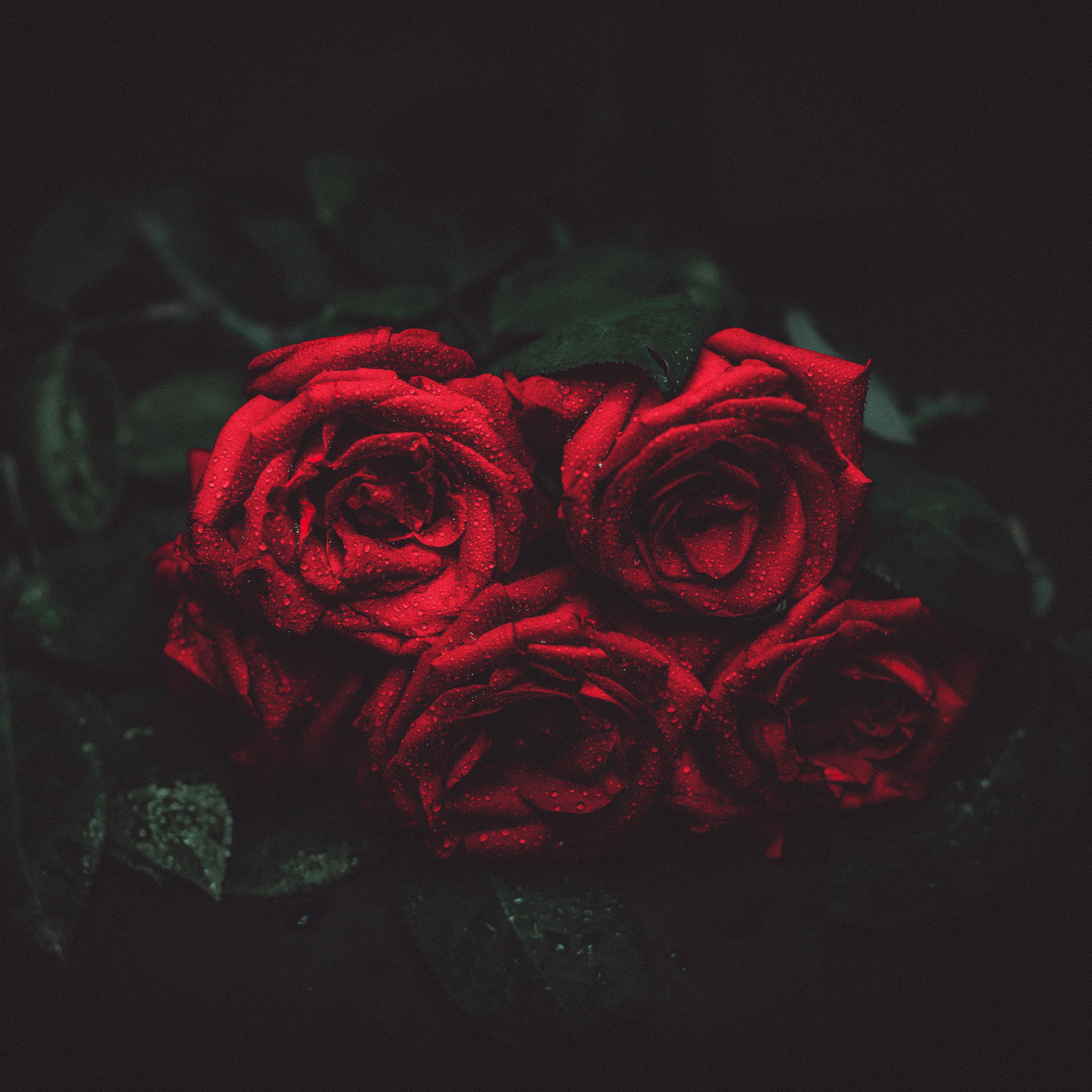Wallpaper Roses, Drops, Buds, Dark Background - Roses Dark - HD Wallpaper 