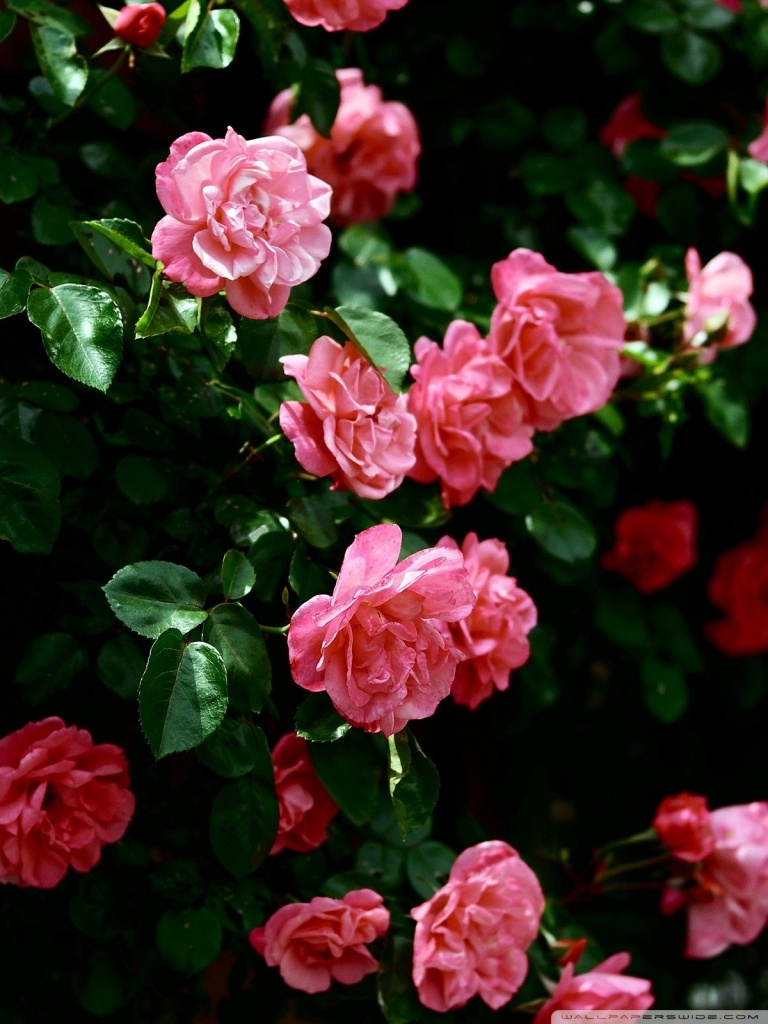 Roses Wallpaper Hd Iphone - HD Wallpaper 