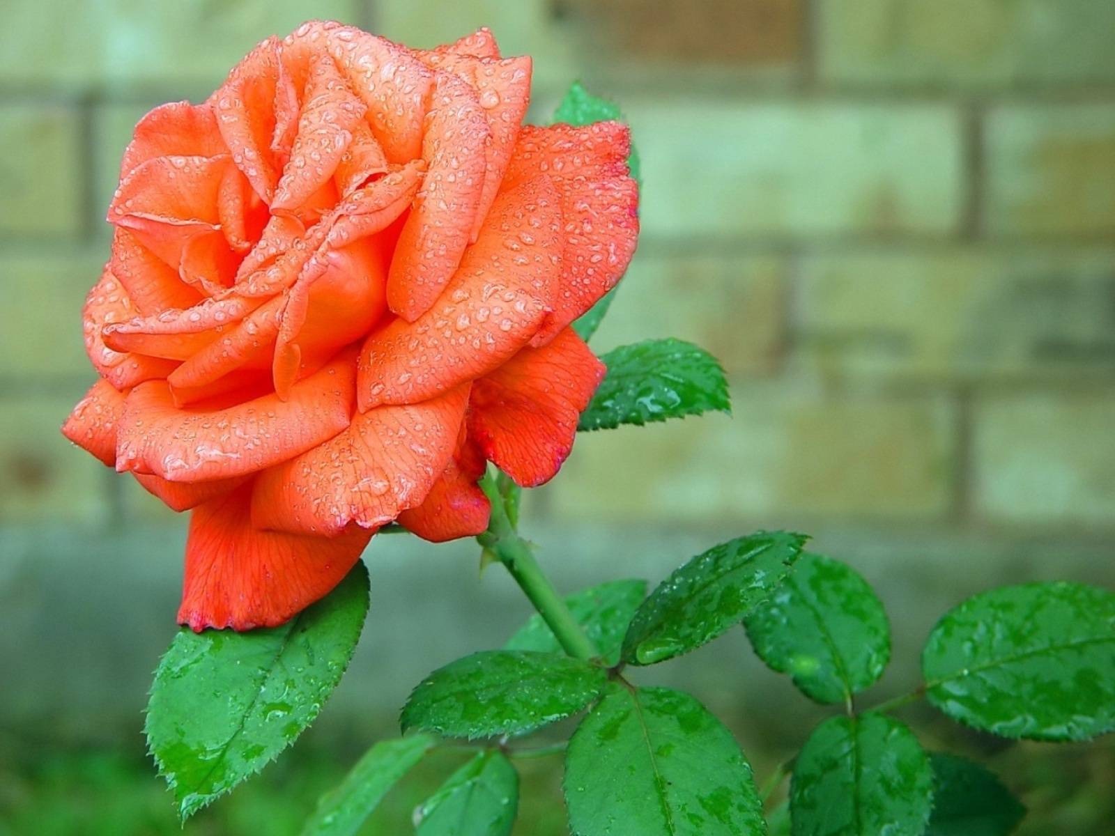 Beautiful Orange Rose Flower Hd Wallpapers - Beautiful Rose Flower Hd - HD Wallpaper 