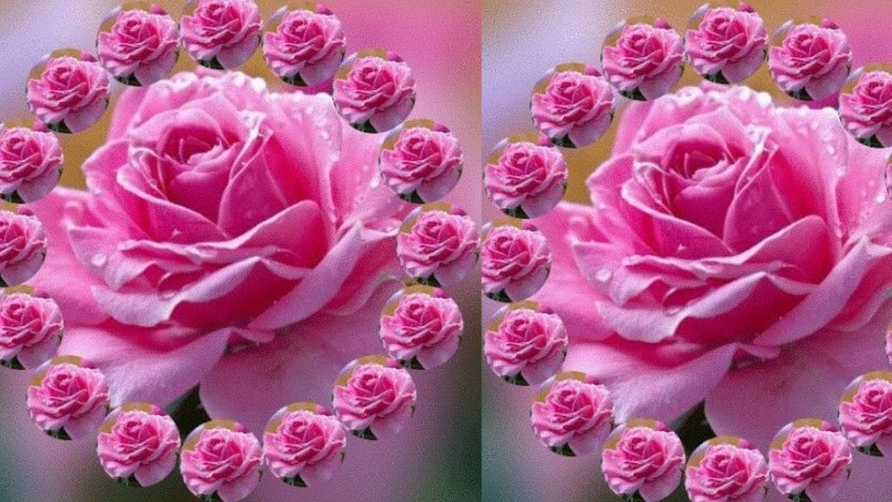 Love Rose Romantic Wallpapers Flower - HD Wallpaper 