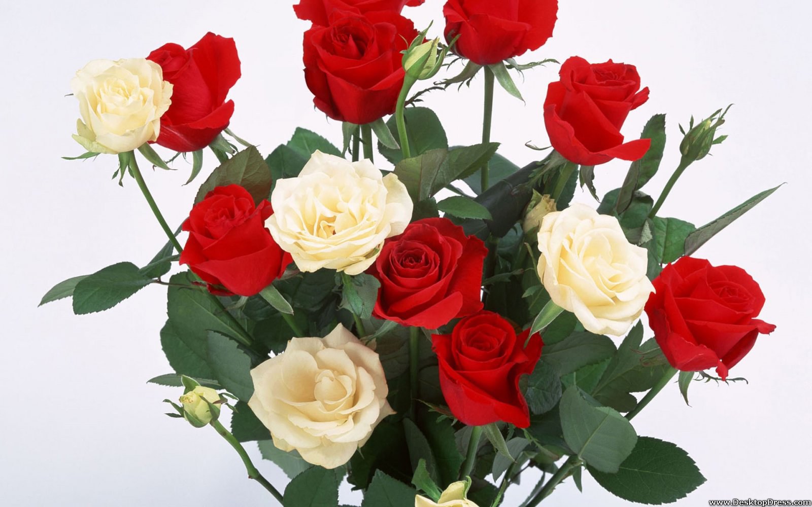 Red And White Roses - Rose - HD Wallpaper 