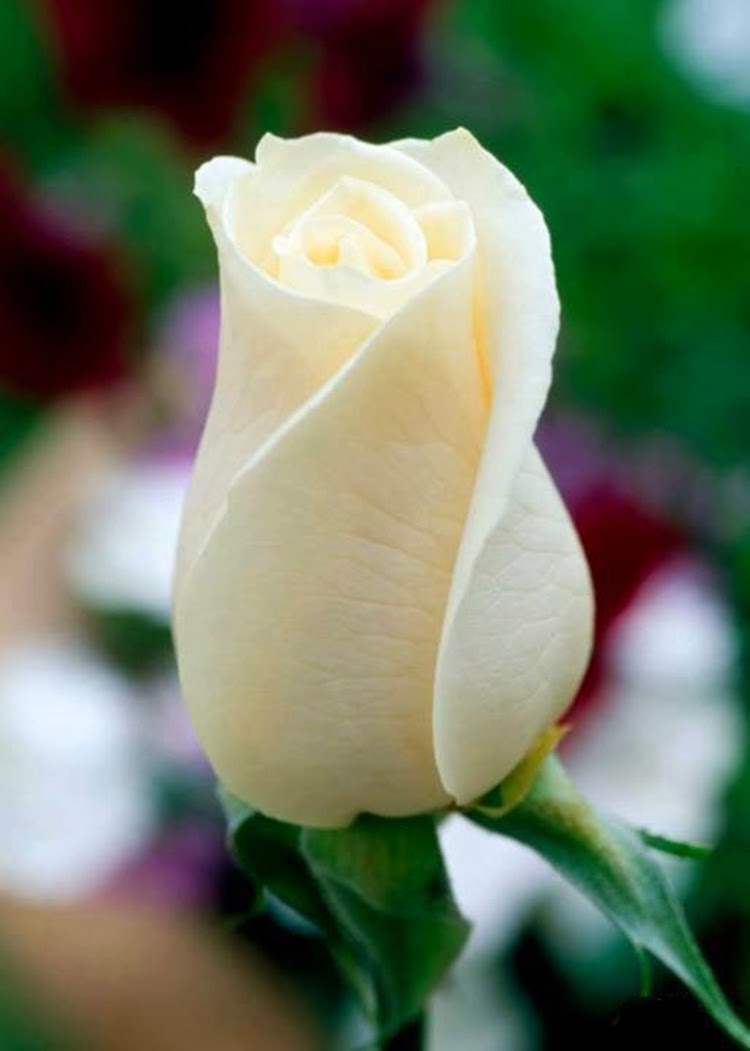 Beautiful Single White Rose Image Picture - Beautiful Single White Rose -  750x1051 Wallpaper 