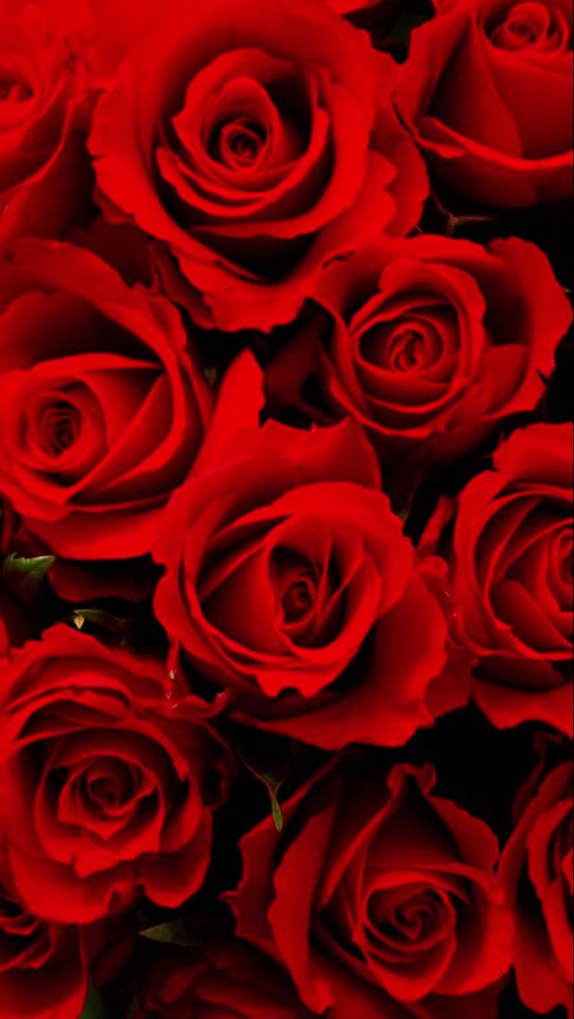 Beautiful Roses - HD Wallpaper 