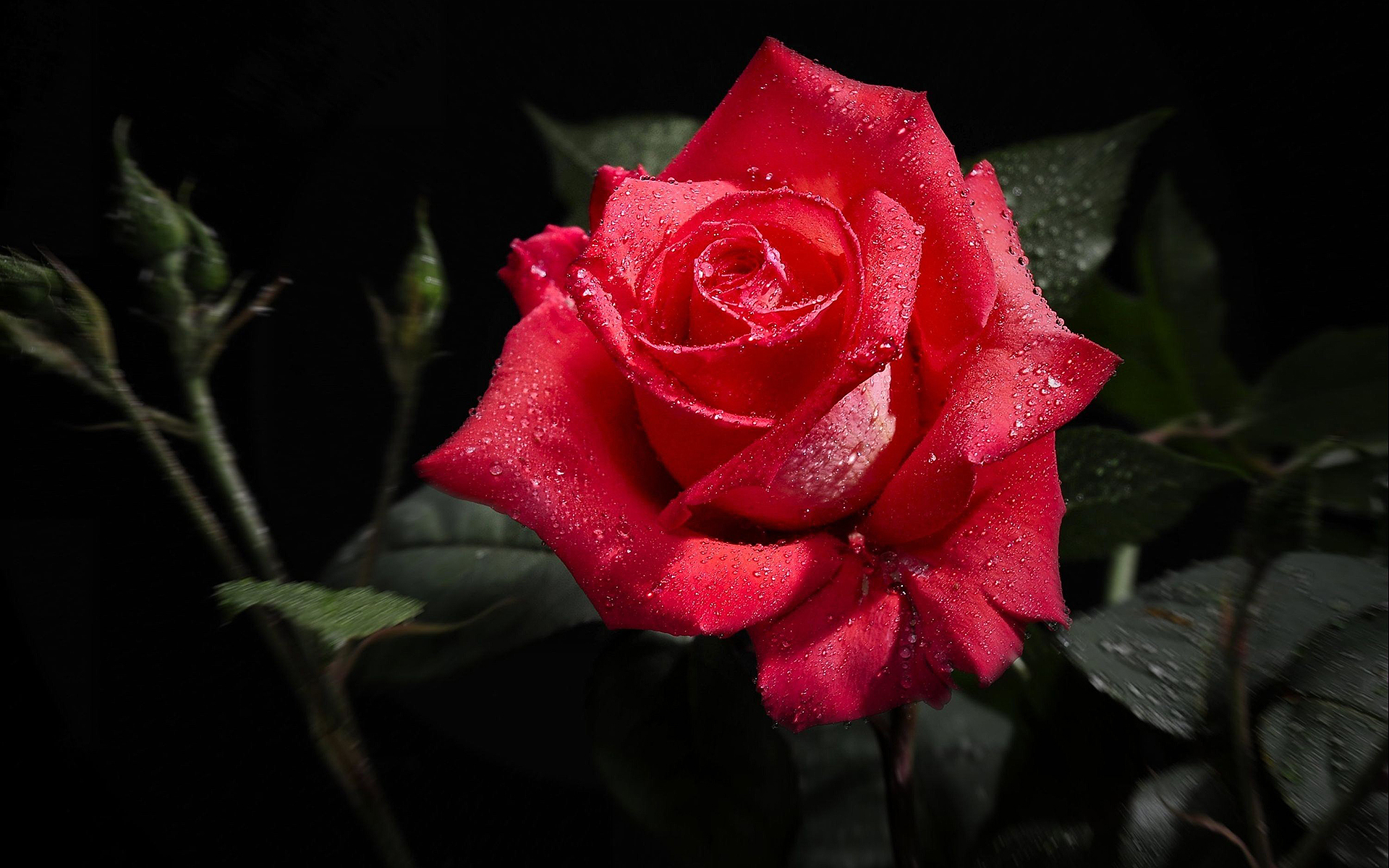 Wet Red Rose - Rose Hd - 1920x1200 Wallpaper - teahub.io