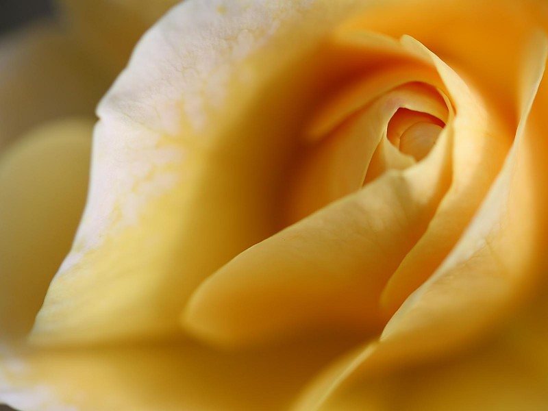 Large Yellow Rose Wallpaper - Floribunda - 800x600 Wallpaper - teahub.io