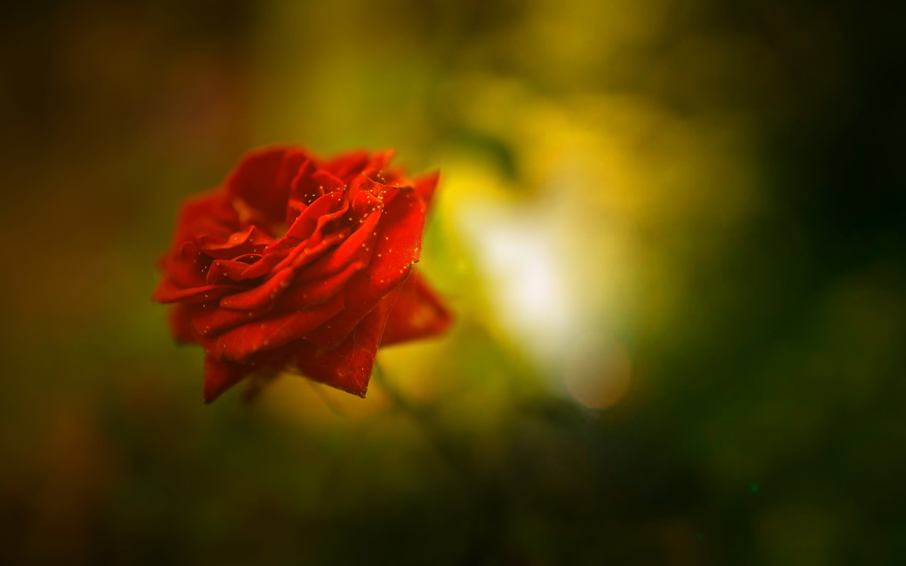 Beautiful Rose 4k Wallpaper - Beautiful Rose Images Hd - HD Wallpaper 