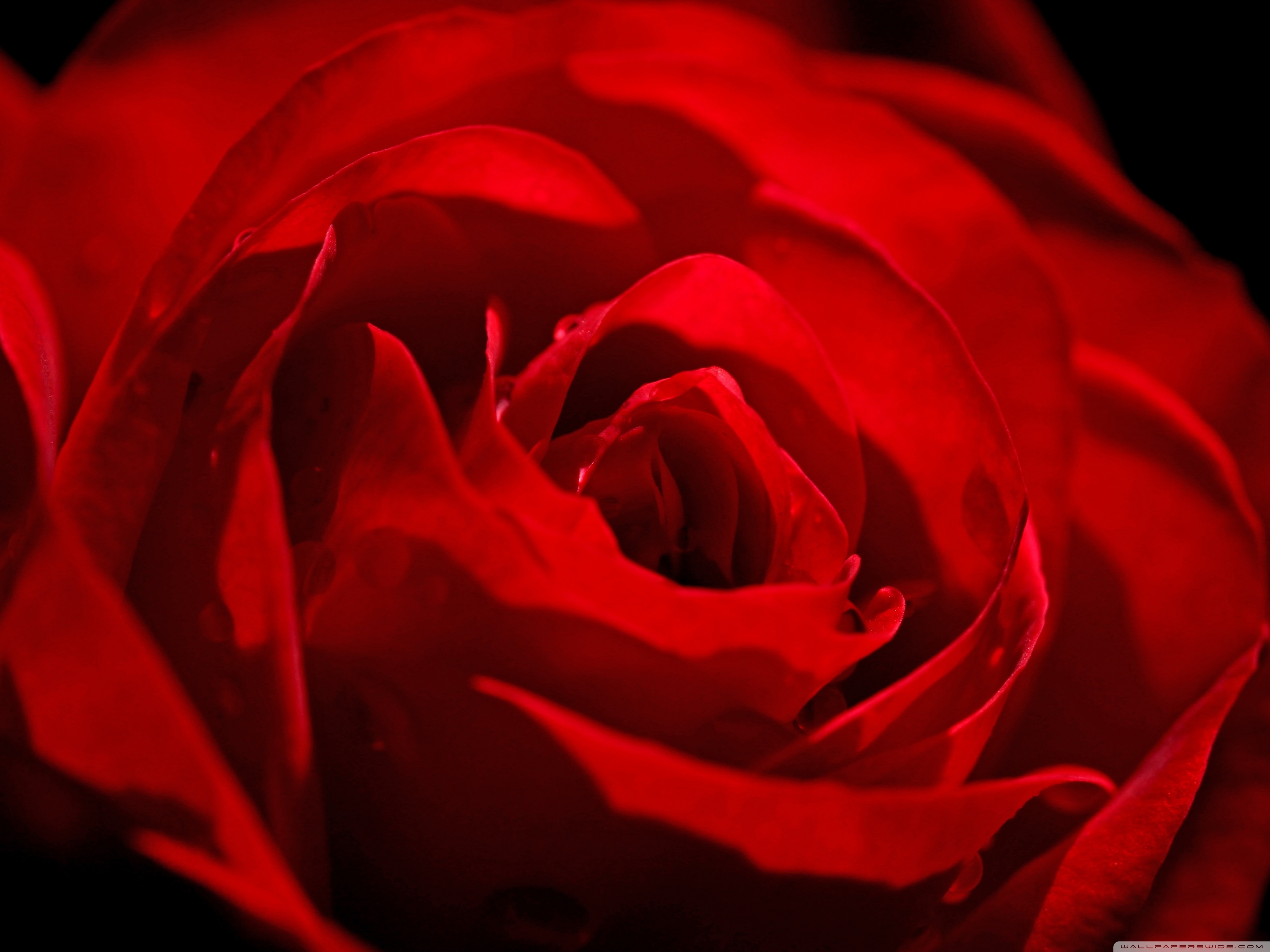 Wallpaper - HD Wallpaper 