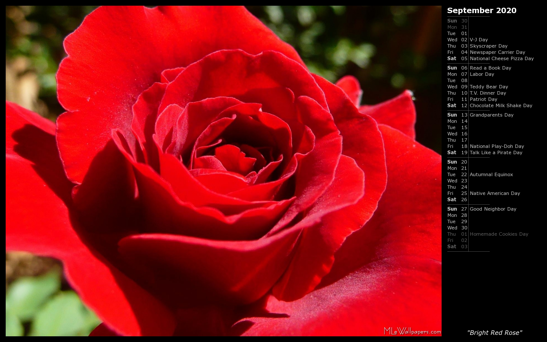 Bright Red Rose - Rose - HD Wallpaper 