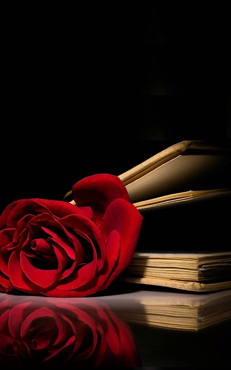 Red Rose Book Wallpaper Iphone Resolution Red Rose Wallpaper Iphone 800x1280 Wallpaper Teahub Io
