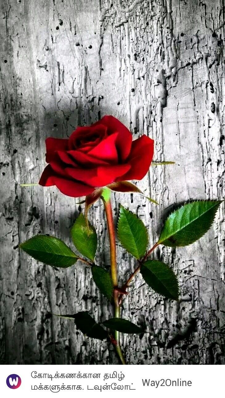 Red Rose Wallpaper For Phone - HD Wallpaper 