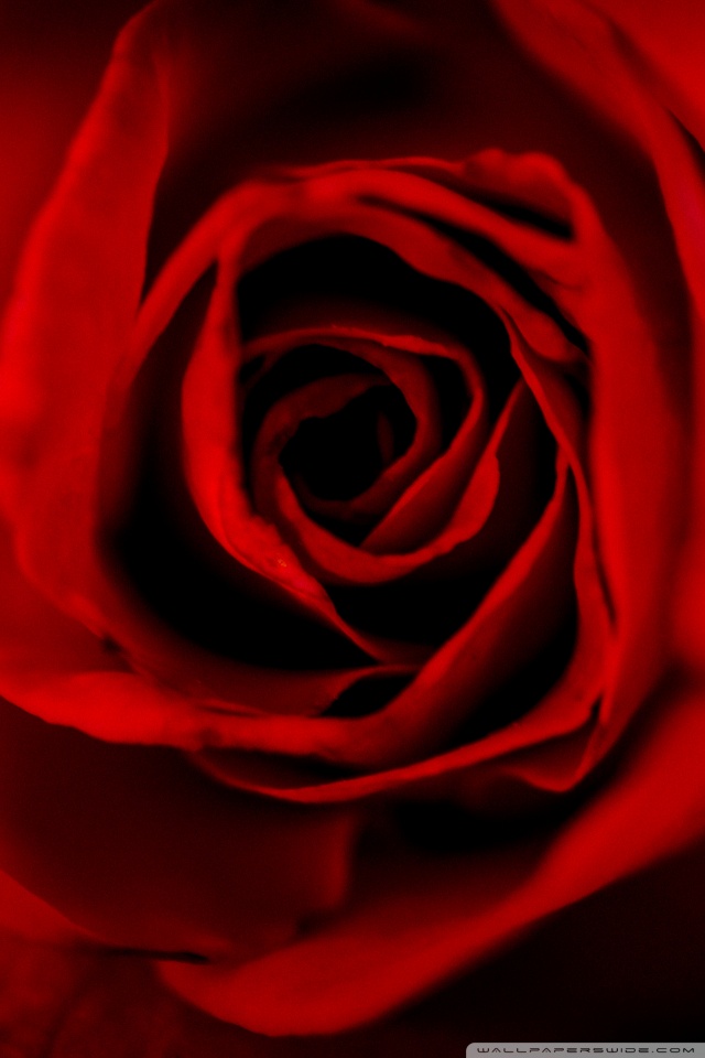 Red Roses Hd Desktop Wallpaper Fullscreen Mobile - Red Rose Hd 3d Wallpaper Hd - HD Wallpaper 