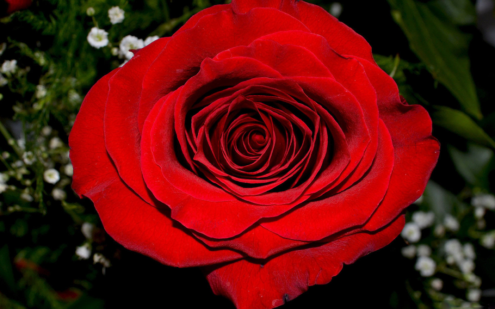 Floribunda - 1680x1050 Wallpaper - teahub.io