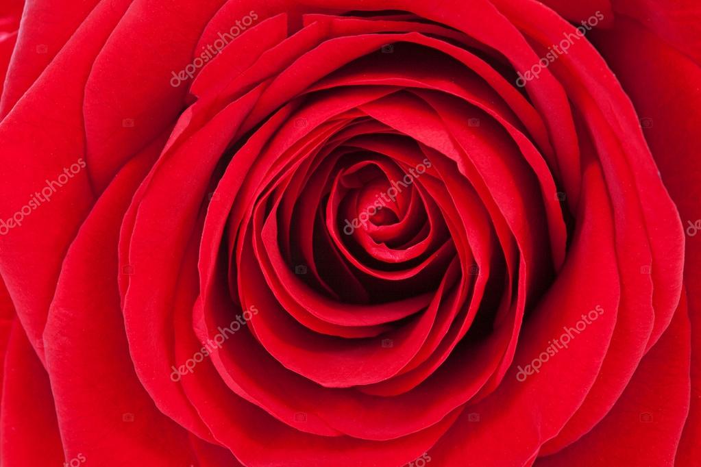 Floribunda - HD Wallpaper 