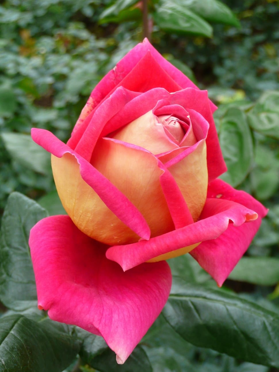 Rose, Flower, Natural, Pink Color, Flower Preview - Natural Red Rose Flower - HD Wallpaper 