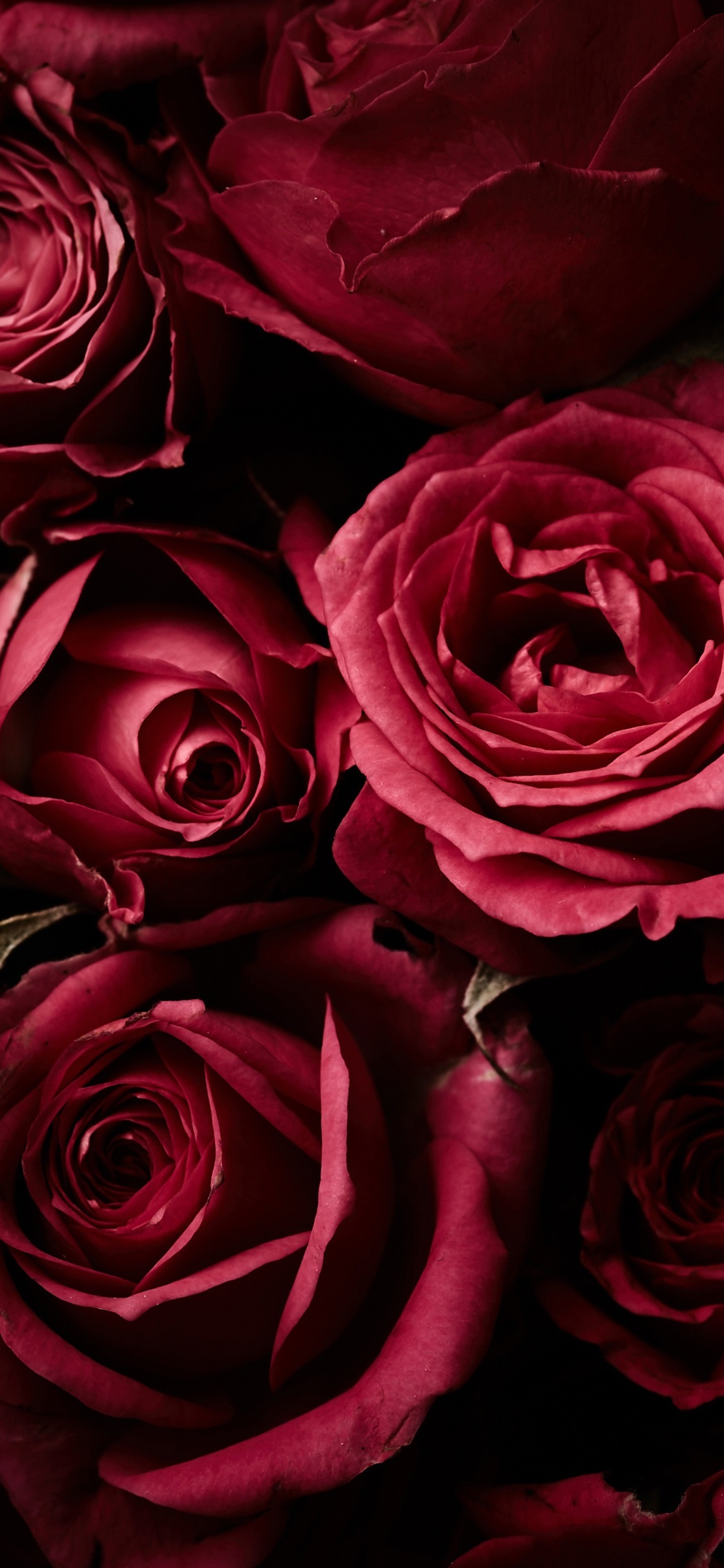 Iphone Wallpaper Red Roses Background - Flowers Of Love - HD Wallpaper 