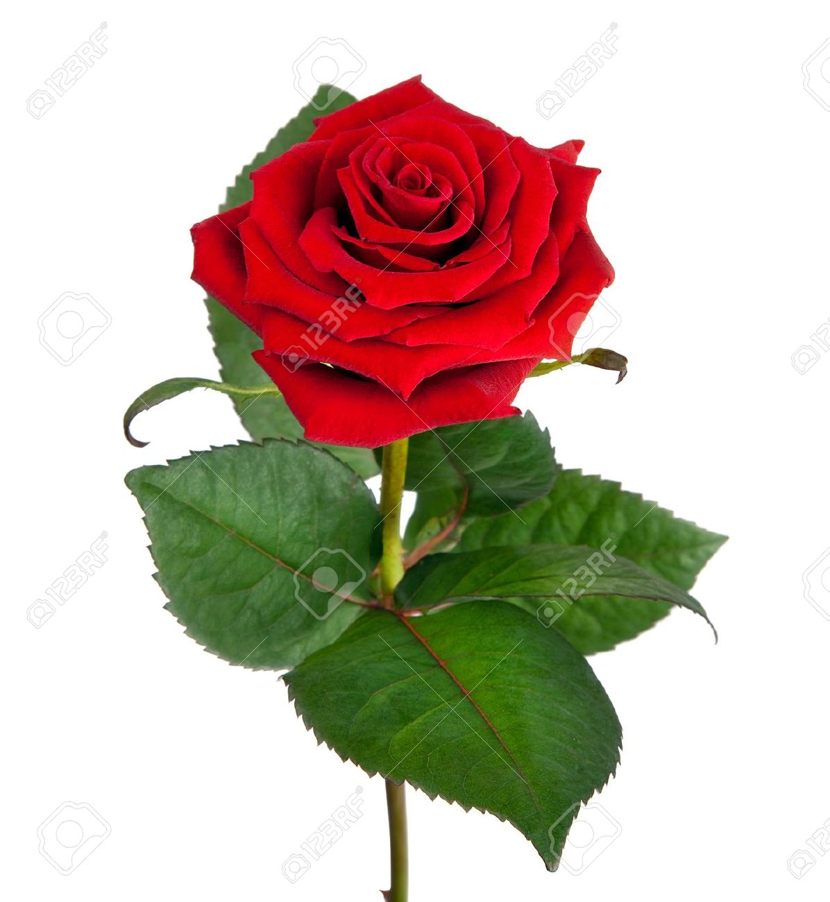 Beautiful Single Rose Flower - HD Wallpaper 