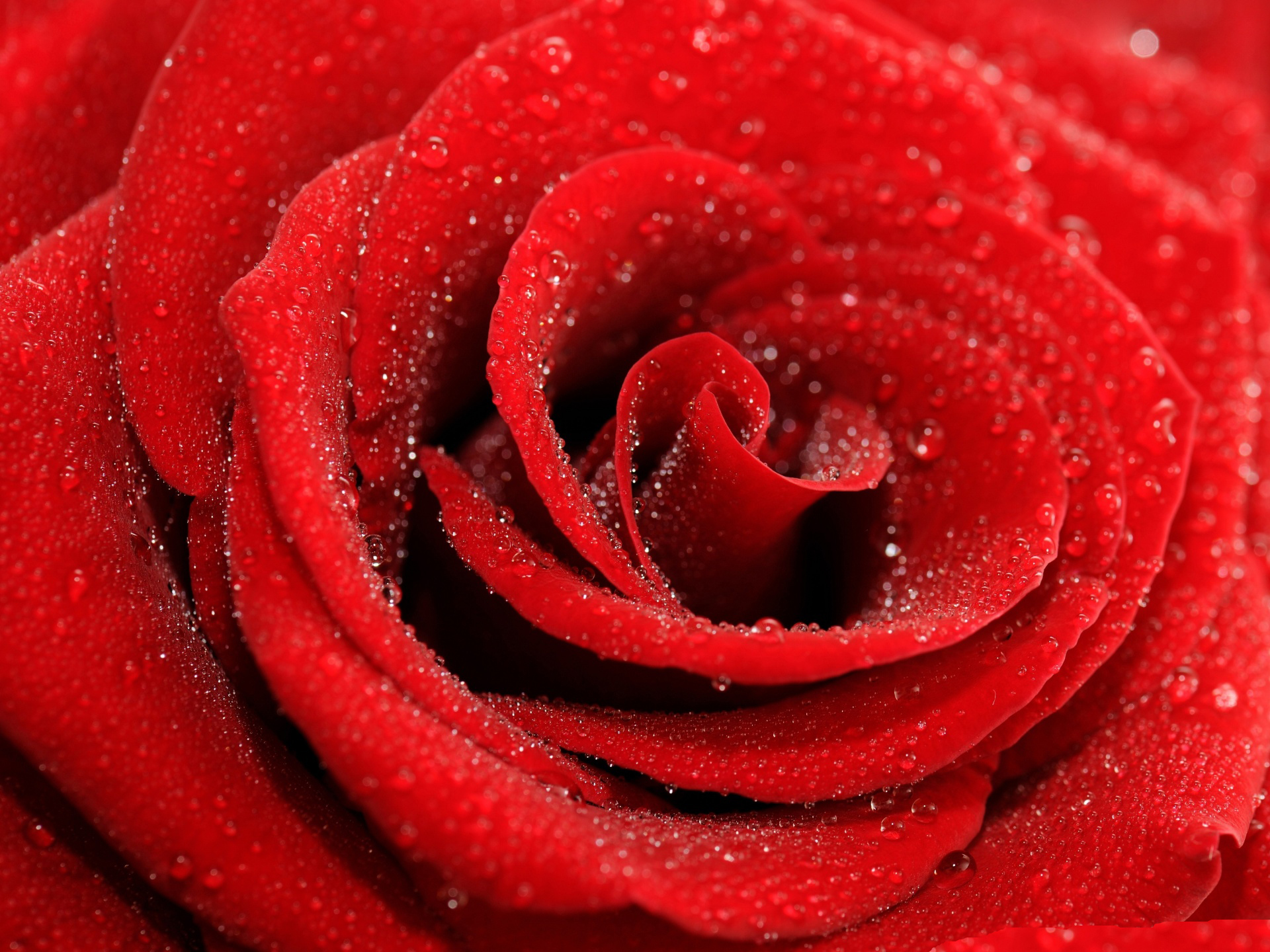 Red Rose Flower Hd Wallpaper - Rose Images Hd 3d - HD Wallpaper 