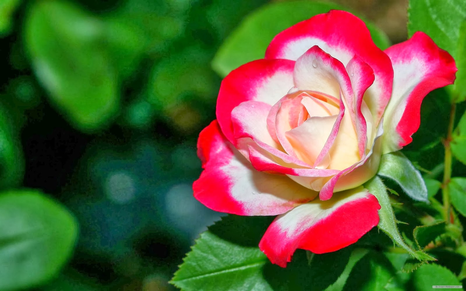 Beautiful Unique Rose Flowers Hd Wallpapers - Beautiful Rose Flower Hd - HD Wallpaper 