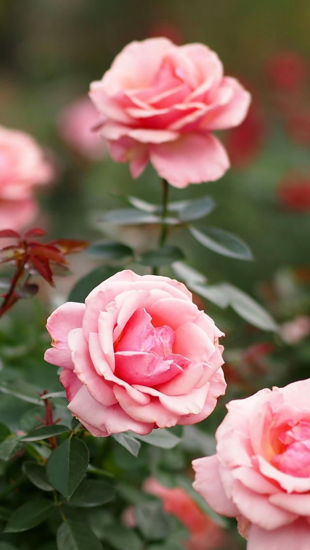 Roses Flowers Petals Pink Iphone Wallpaper - Iphone Wallpaper Rose Flower - HD Wallpaper 