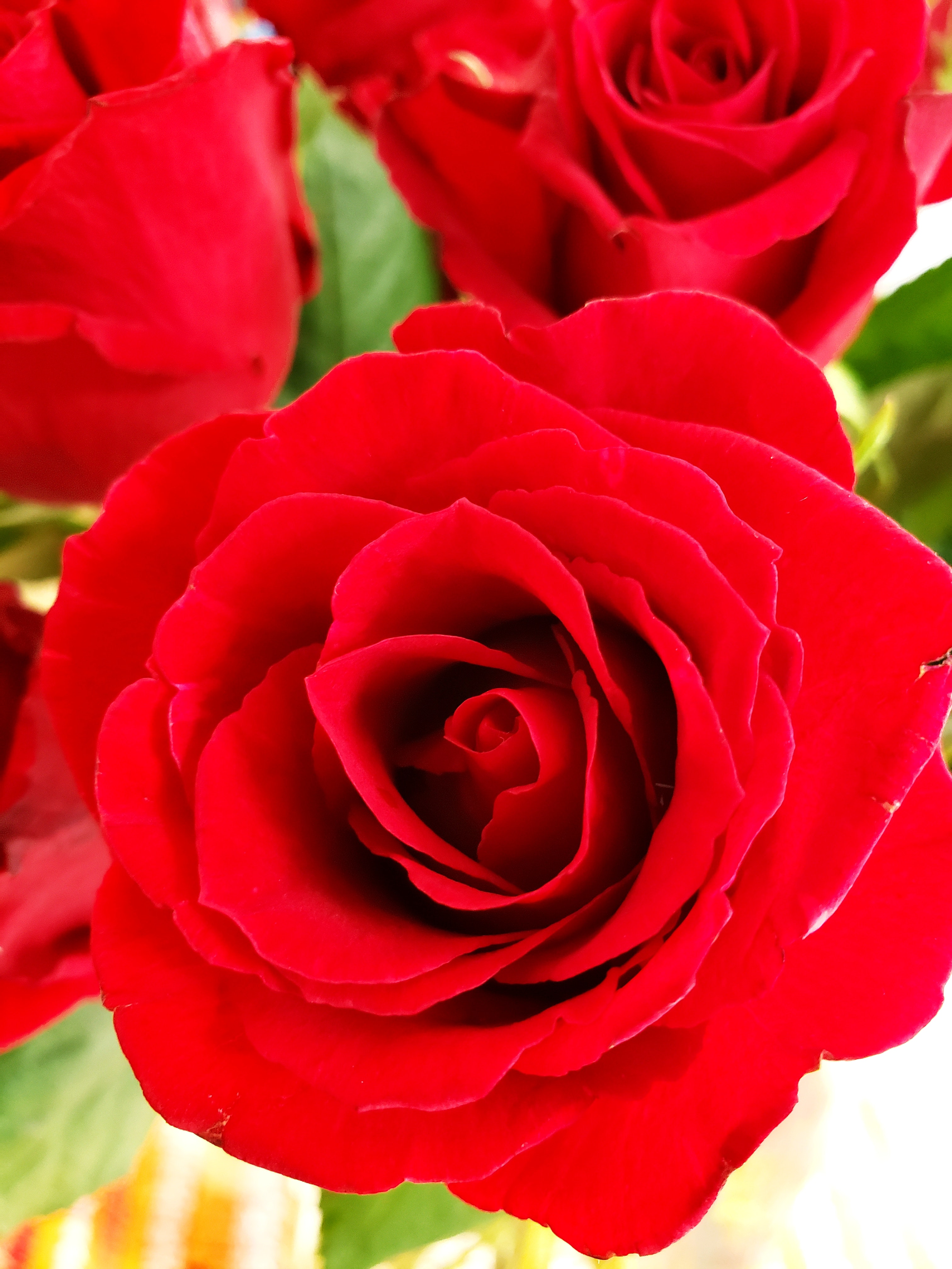 Garden Roses - HD Wallpaper 