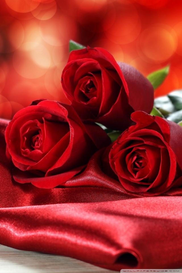 Wallpaper - HD Wallpaper 