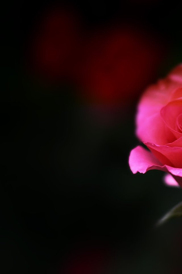 Rose, Flower, Nature, Floral, Romance, Love, Red, Pink - Garden Roses - HD Wallpaper 
