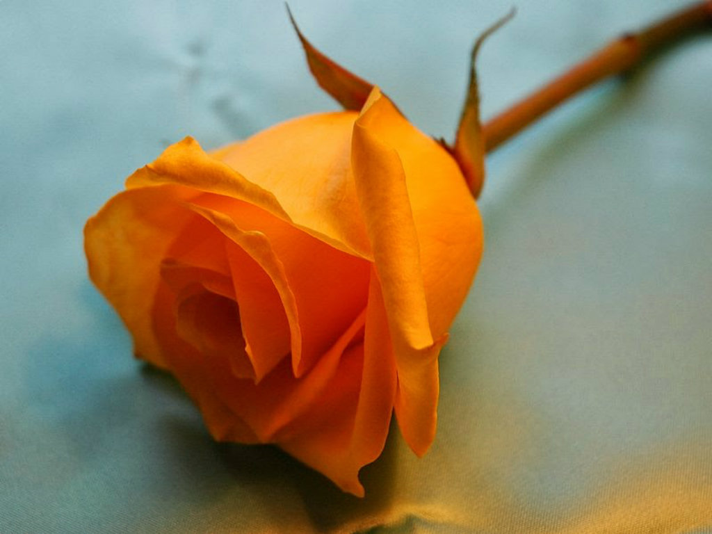 Orange Rose Wallpapers Hd Pictures Flowers Wallpapers - Orange Rose Wallpapers Desktop - HD Wallpaper 