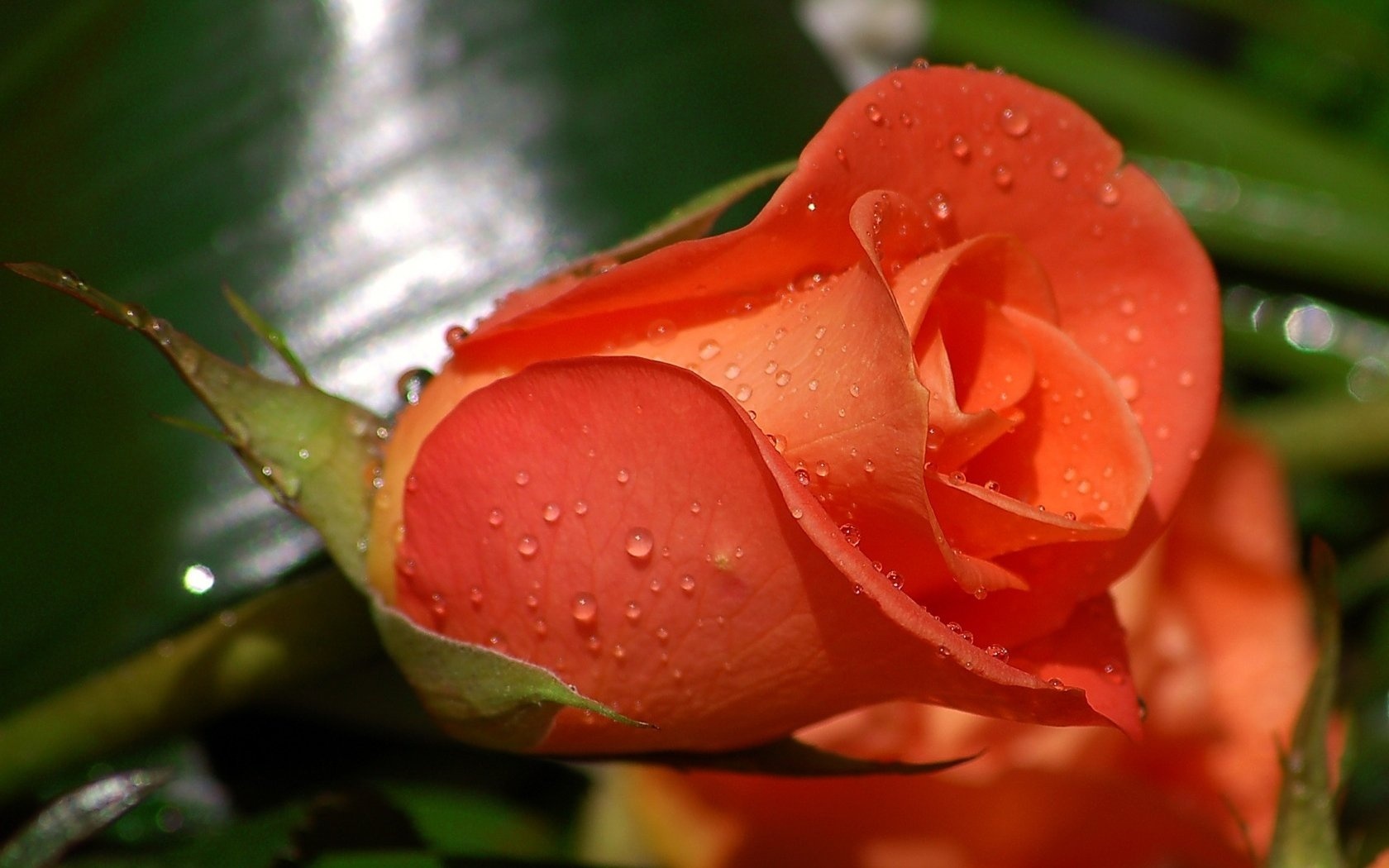 Beautiful Rose Flower Hd - HD Wallpaper 