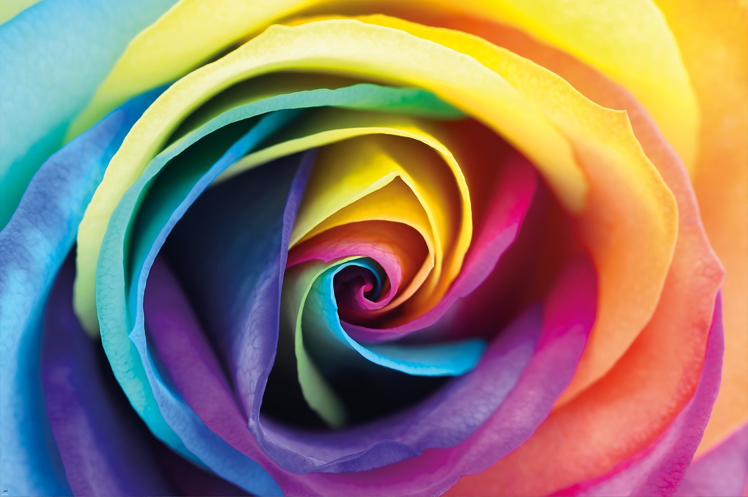 South African Rainbow Rose - HD Wallpaper 